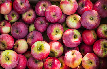 Natural background, ripe farm red apples in a box in the garden. Texture.