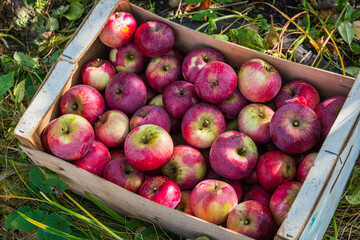 Natural background, ripe farm red apples in a box in the garden. Texture.