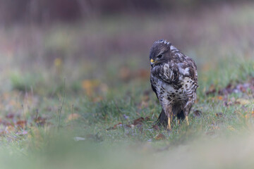 Common Buzzard Buteo buteo in close view