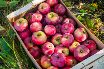 Natural background, ripe farm red apples in a box in the garden. Texture.