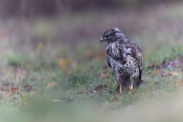 Common Buzzard Buteo buteo in close view