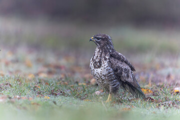 Common Buzzard Buteo buteo in close view