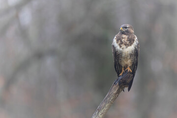 Common Buzzard Buteo buteo in close view