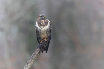 Common Buzzard Buteo buteo in close view