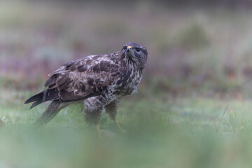 Common Buzzard Buteo buteo in close view