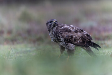 Common Buzzard Buteo buteo in close view