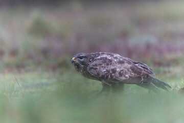 Common Buzzard Buteo buteo in close view