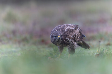 Common Buzzard Buteo buteo in close view