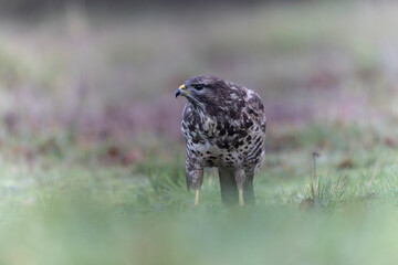 Common Buzzard Buteo buteo in close view