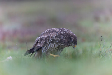 Common Buzzard Buteo buteo in close view