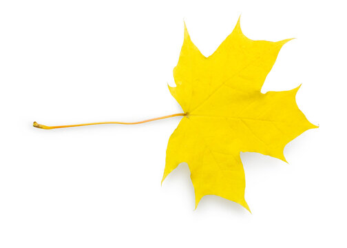 Isolated yellow canadian maple leaf on white background 