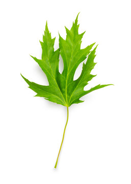 Isolated green maple leaf on white background 