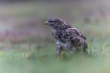 Common Buzzard Buteo buteo in close view