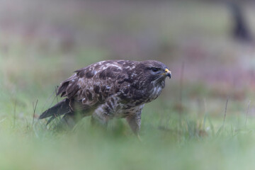 Common Buzzard Buteo buteo in close view