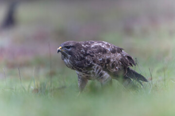 Common Buzzard Buteo buteo in close view