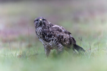 Common Buzzard Buteo buteo in close view