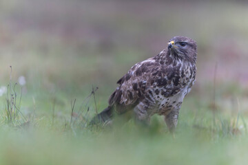 Common Buzzard Buteo buteo in close view