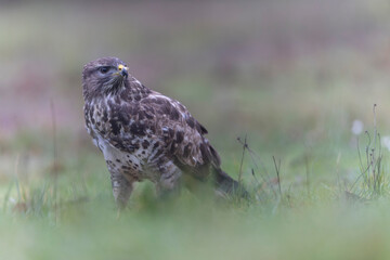Common Buzzard Buteo buteo in close view