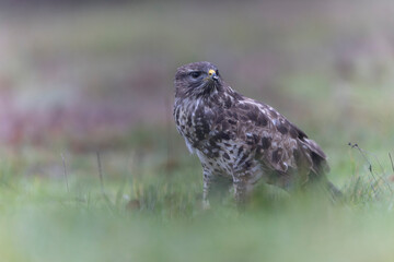 Common Buzzard Buteo buteo in close view