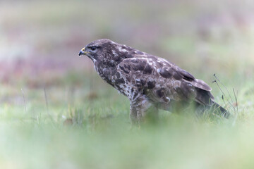 Common Buzzard Buteo buteo in close view