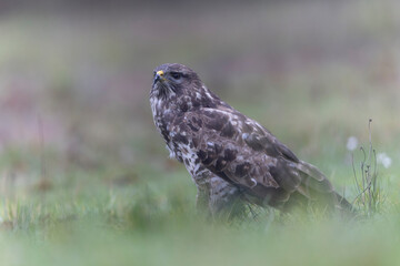 Common Buzzard Buteo buteo in close view