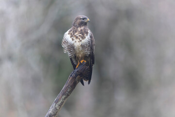 Common Buzzard Buteo buteo in close view