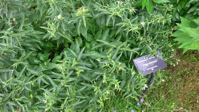 Vincetoxicum hirundinaria (Swallow-­wort, White Swallowwort) herbal medicine