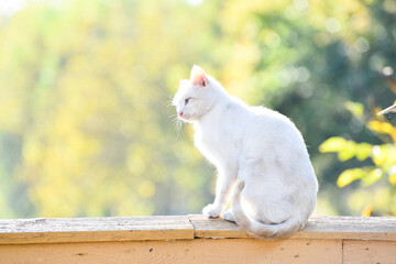 White short-hair cat sitting on the fence in the village, autumn light. Feline cat with blue eyes