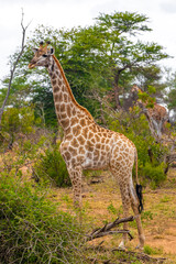 Beautiful tall majestic giraffe Kruger National Park safari South Africa.