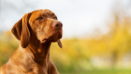 Beautiful hungarian vizsla dog portrait. Vizsla hunting dog lying down in a garden and looking to...