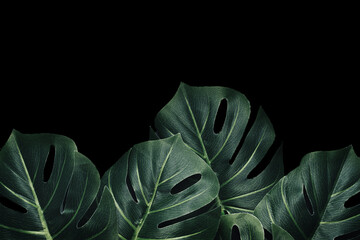 Monstera palm leaves in tropical dramatic forest and copy space for poster or invitation.