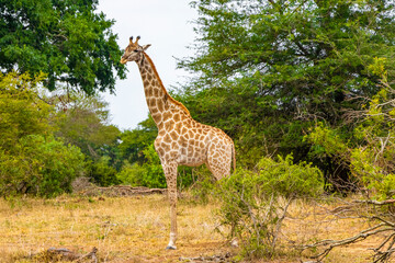 Beautiful tall majestic giraffe Kruger National Park safari South Africa.