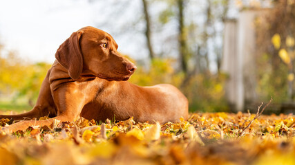 Cute hungarian vizsla dog in beautiful autumn garden. Happy vizsla pointer dog lying down outside...