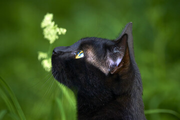 Soft focus of a Bombay cat looking up with blurry greenery in the background