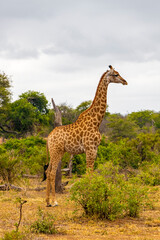 Beautiful tall majestic giraffe Kruger National Park safari South Africa.