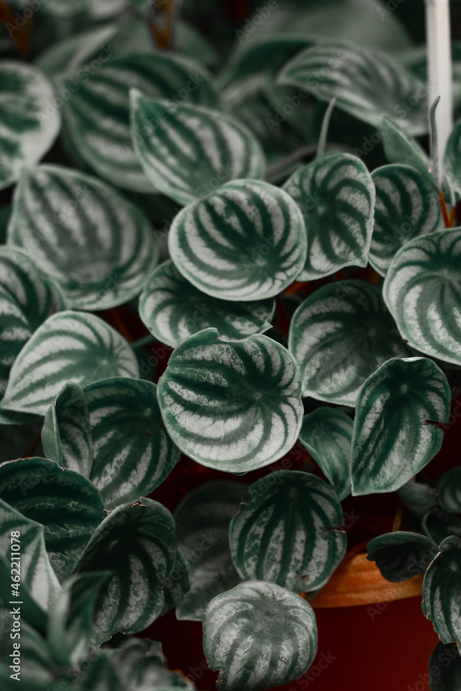 Poster vertical shot of watermelon peperomia leaves - great for wallpapeer