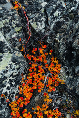 Vibrant-orange Dwarf birches (B&eacute;tula n&aacute;na) in colorful autumn tundra on stone background, selective focus. Tundra plants of the Polar region. Natural background, wallpaper. Arctic,Rybachy Peninsula. 