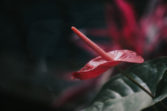 Closeup Shot Of Pink Anthurium Flower