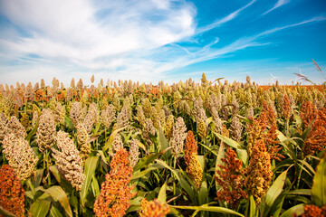 Biofuel and Food, Sorghum Plantation industry. Field of Sweet Sorghum stalk and seeds. Millet...