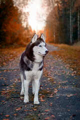 Portrait magnificent Siberian husky dog standing on the path in magical charming autumn park