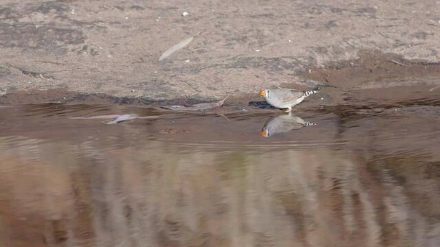a slow motion shot of a zebra finch drinking from kings creek at kings canyon in watarrka national park of the northern territory, australia