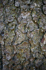 bark of a tree