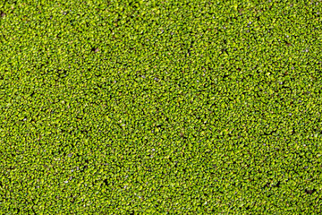 San Colombano e Miradolo Terrme, campagna, natura e scenari rurali