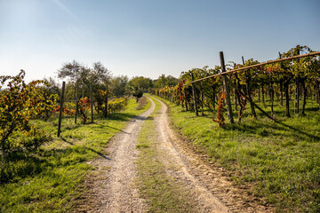 Naklejka premium San Colombano e Miradolo Terrme, campagna, natura e scenari rurali