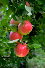 Rain drops on ripe apples in an orchard in autumn