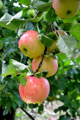 Rain drops on ripe apples in an orchard in autumn