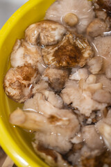 Some mushrooms in the water