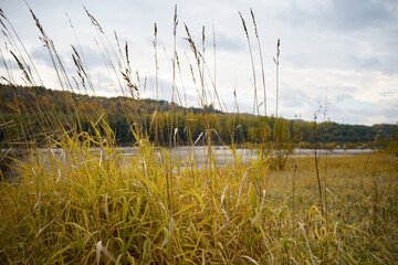The reeds on the bank of river Ob