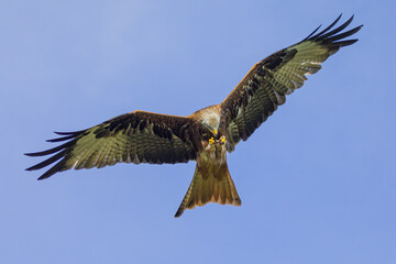 A red kite taking food from it's claws into it's beak.