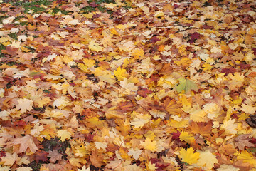 Carpet of yellow, red, green maple leaves on the ground. Natural photophone. Autumn composition. A time of poetry and reflection. Leaf fall is the main sign of autumn.